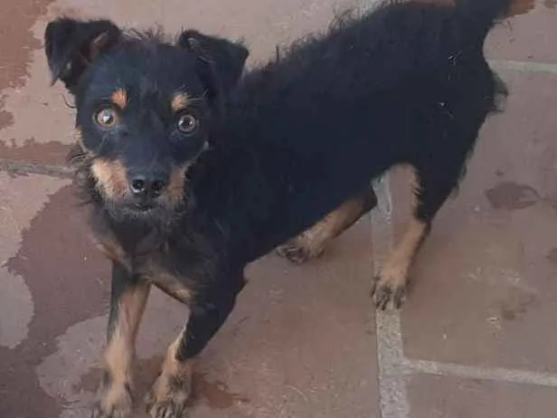 Cachorro ra a viralatinha idade  nome Barba azul