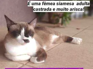 Gato raça siamesa idade 6 ou mais anos nome Sofia 