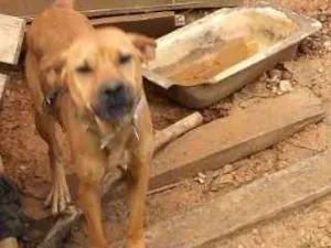 Cachorro raça Vira lata idade 7 a 11 meses nome Não tem