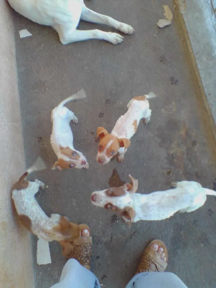 Cachorro ra a Mix idade 2 a 6 meses nome Mestiços de PitBull