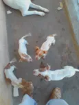 Mestiços de PitBull