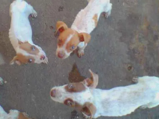 Cachorro ra a Mix idade 2 a 6 meses nome Mestiços de PitBull