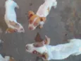 Mestiços de PitBull