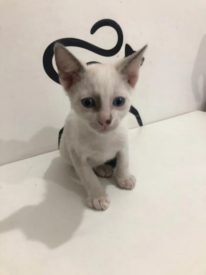 Gato ra a Srd idade 2 a 6 meses nome Mia