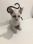 Mia
