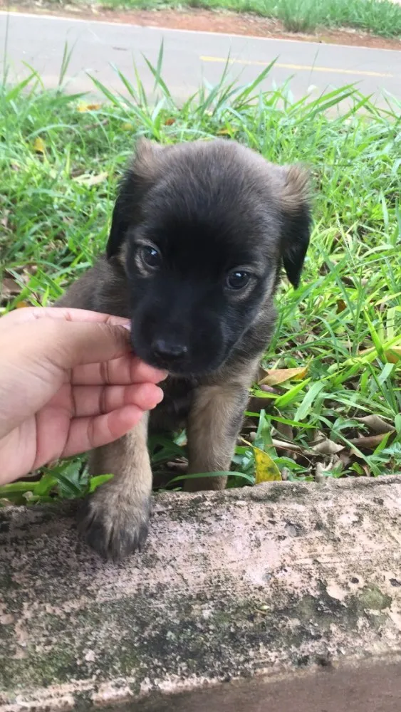 Cachorro ra a Vira lata  idade Abaixo de 2 meses nome Sem nome
