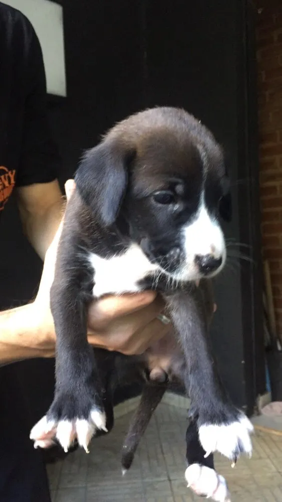 Cachorro ra a Vira lata  idade Abaixo de 2 meses nome Sem nome
