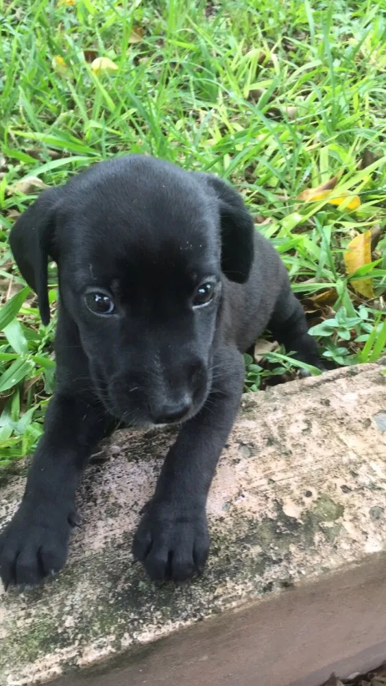 Cachorro ra a Vira lata  idade Abaixo de 2 meses nome Sem nome