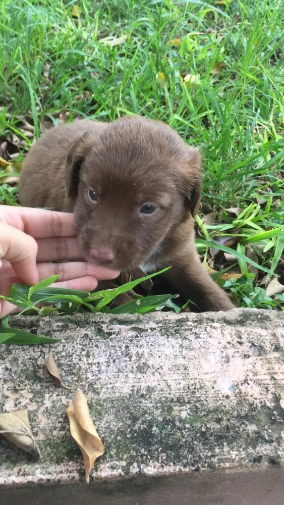 Cachorro ra a Vira lata  idade Abaixo de 2 meses nome Sem nome