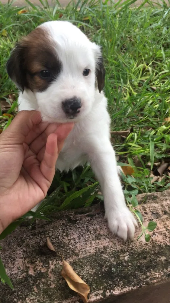 Cachorro ra a Vira lata  idade Abaixo de 2 meses nome Sem nome