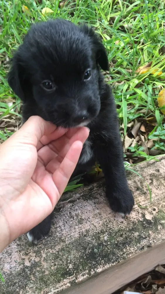 Cachorro ra a Vira lata  idade Abaixo de 2 meses nome Sem nome