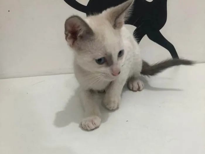 Gato ra a Srd idade 2 a 6 meses nome Mia
