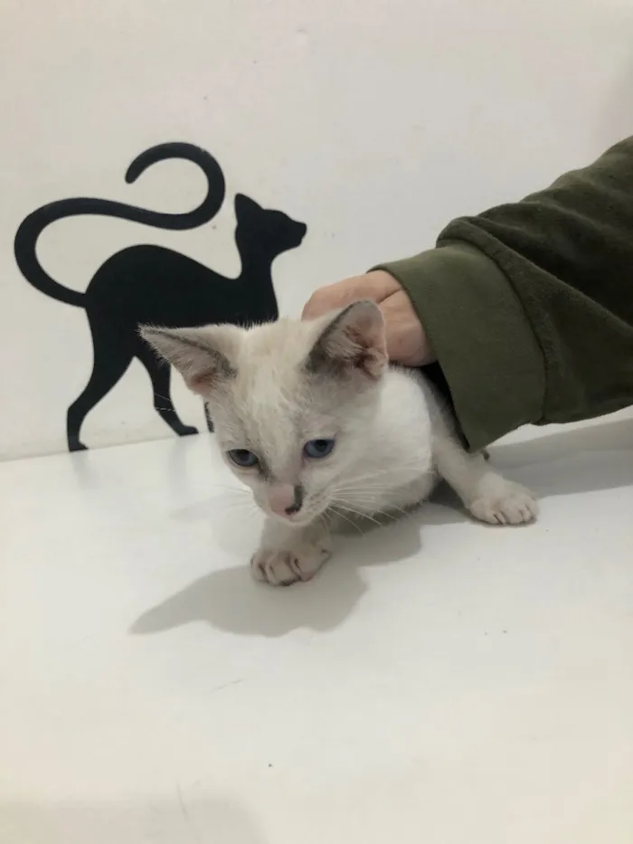 Gato ra a Srd idade 2 a 6 meses nome Mia