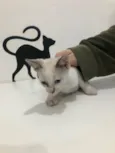 Mia