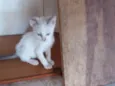 Mia