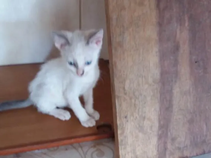 Gato ra a Srd idade 2 a 6 meses nome Mia