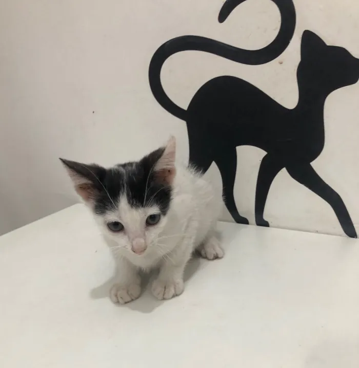 Gato ra a Srd idade 2 a 6 meses nome Luna