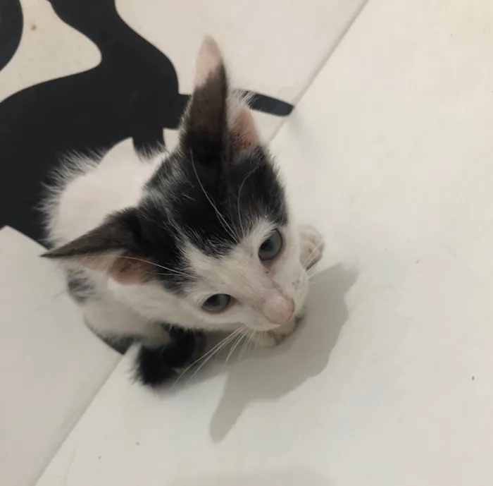 Gato ra a Srd idade 2 a 6 meses nome Luna