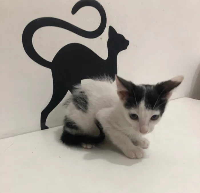 Gato ra a Srd idade 2 a 6 meses nome Luna