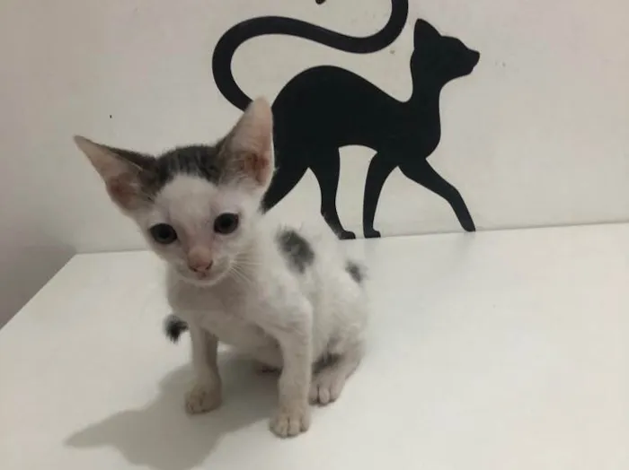 Gato ra a Srd idade 2 a 6 meses nome Lui