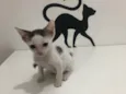 Lui