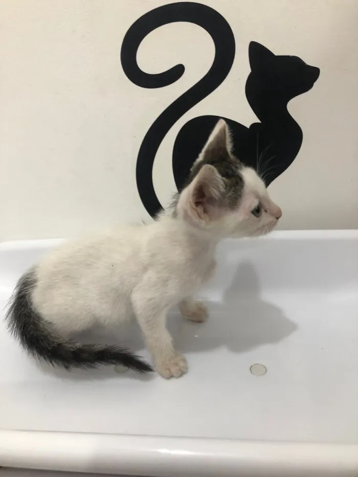 Gato ra a Srd idade 2 a 6 meses nome Lui