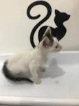 Lui
