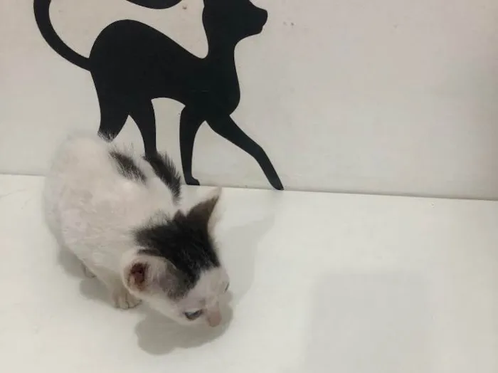 Gato ra a Srd idade 2 a 6 meses nome Lui
