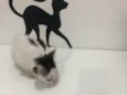 Lui
