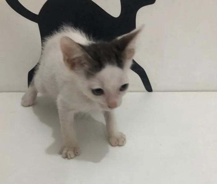 Gato ra a Srd idade 2 a 6 meses nome Lui