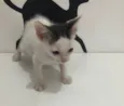 Lui