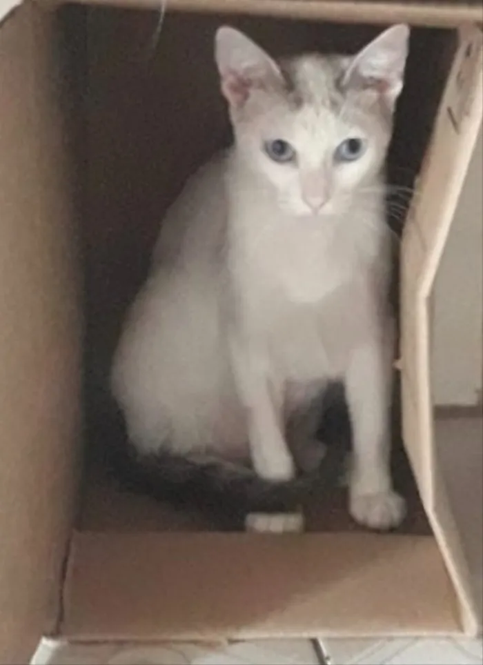 Gato ra a Srd idade 1 ano nome Valentina