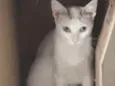 Valentina