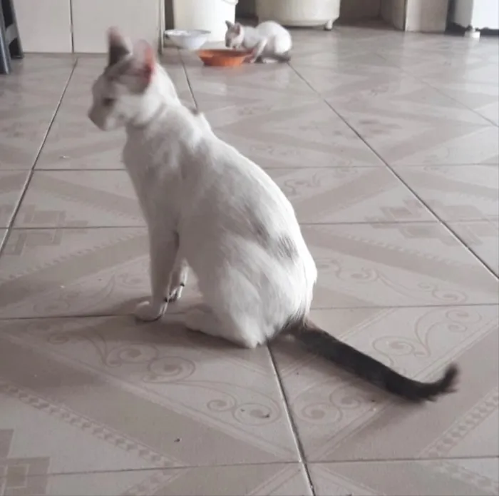 Gato ra a Srd idade 1 ano nome Valentina