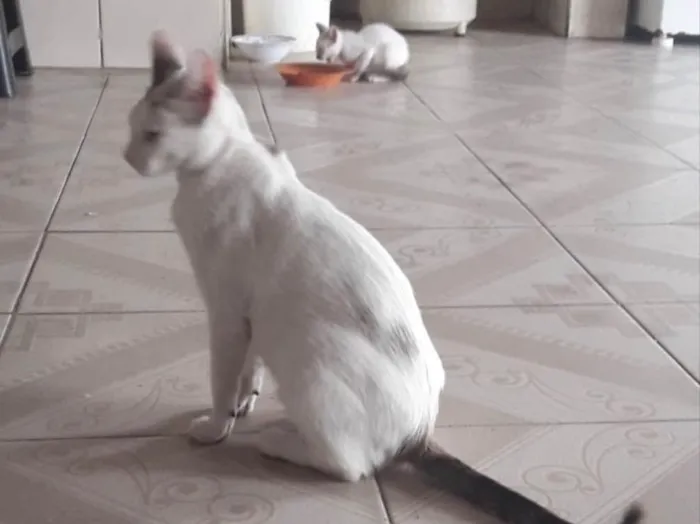 Gato ra a Srd idade 1 ano nome Valentina