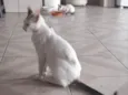 Valentina