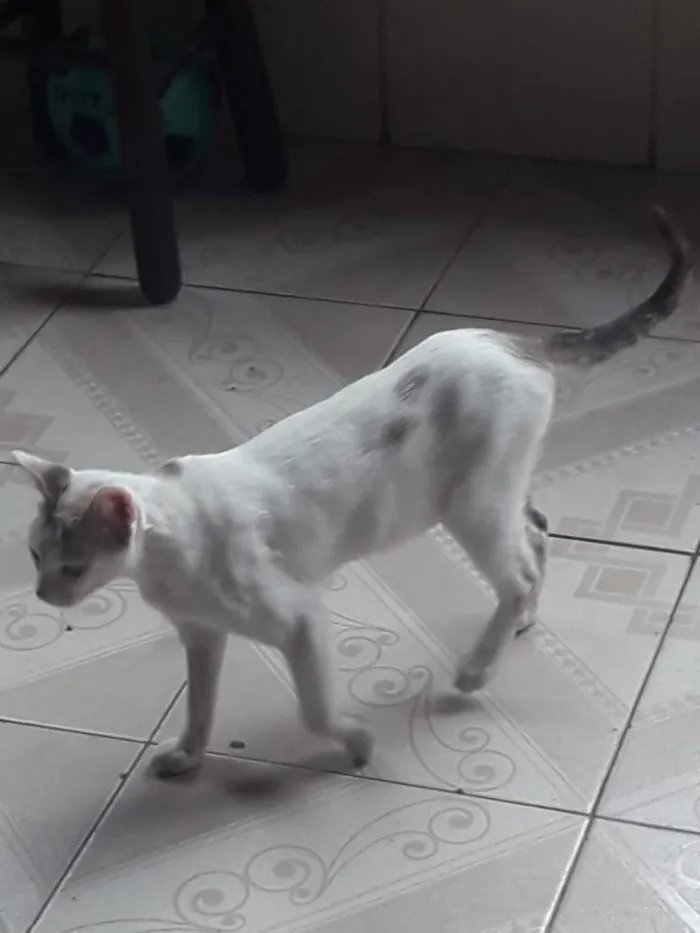Gato ra a Srd idade 1 ano nome Valentina