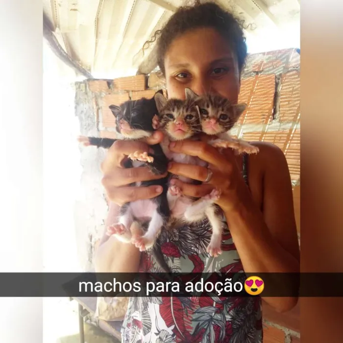 Gato ra a Srd idade Abaixo de 2 meses nome Filhotes