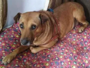 Cachorro raça mix de pitbull idade 3 anos nome Fofuxa