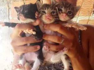 Gato raça Srd idade Abaixo de 2 meses nome Filhotes