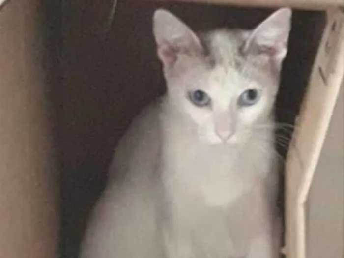 Gato ra a Srd idade 1 ano nome Valentina