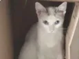Valentina