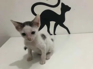 Gato raça Srd idade 2 a 6 meses nome Lui
