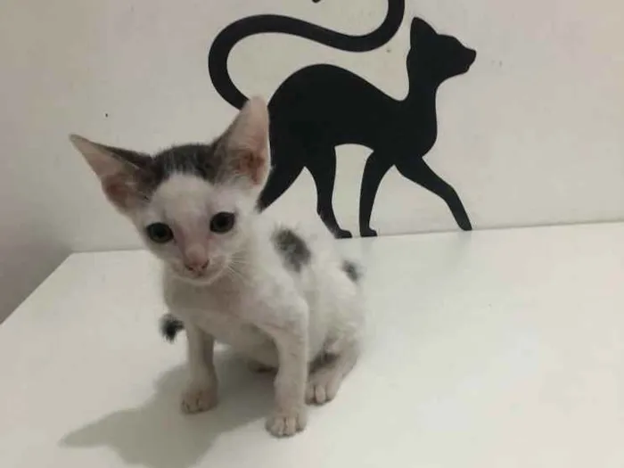 Gato ra a Srd idade 2 a 6 meses nome Lui