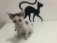 Lui