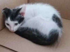 Gato raça Srd idade 2 a 6 meses nome Luna