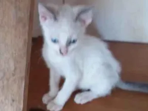 Gato raça Srd idade 2 a 6 meses nome Mia