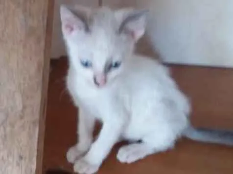 Gato ra a Srd idade 2 a 6 meses nome Mia