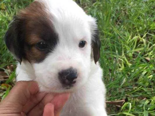 Cachorro ra a Vira lata  idade Abaixo de 2 meses nome Sem nome
