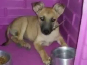 Cachorro raça srd idade 2 a 6 meses nome Rex